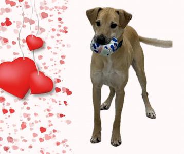 A tan dog stands with a toy in its mouth, with red hearts and confetti on the left side of the image.