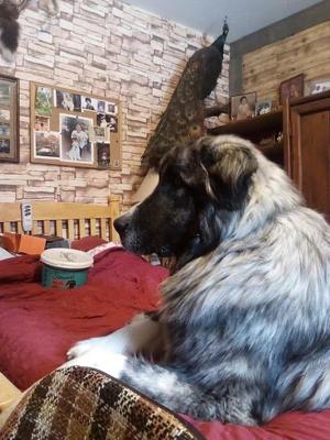 Odin 26, Great Pyrenees / Belgian Shepherd / Malinois, young, available for adoption