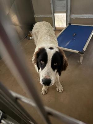 A black and white dog with floppy ears standing in a room with a blue mat on the floor.