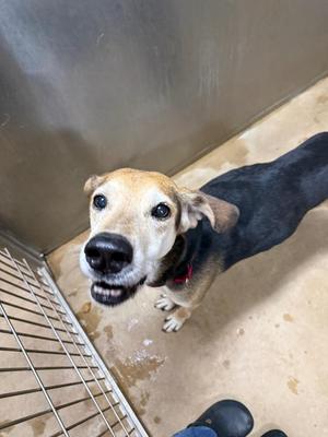 a dog with a black and tan coat standing in a kennel, looking up with its mouth open