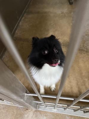 Pickles, Pomeranian, young, available for adoption