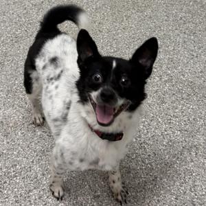 Carter, Jack Russell Terrier / Mixed Breed, adult, available for adoption