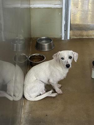 A white dog sitting on a concrete floor in a kennel, with a metal food bowl and a water bowl nearby.