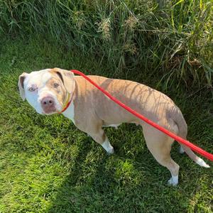 Bella, Terrier, American Staffordshire, adult, available for adoption