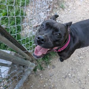 Gemma, Terrier, American Staffordshire, adult, available for adoption