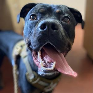 Zeus, Mixed Breed (Large), adult, available for adoption