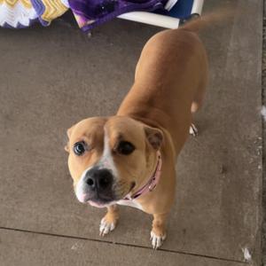 Bree, Terrier, American Staffordshire, adult, available for adoption