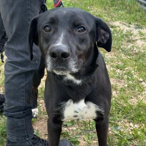 Dexter, Retriever, Labrador, adult, available for adoption