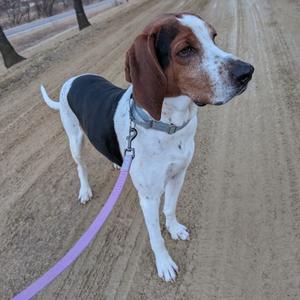 Pumba, Coonhound, Treeing Walker, adult, available for adoption