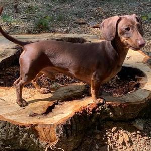 Ruger, Dachshund, Miniature Smooth Haired, senior, available for adoption