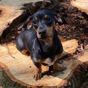 Nellie, Dachshund, Miniature Smooth Haired, adult, available for adoption
