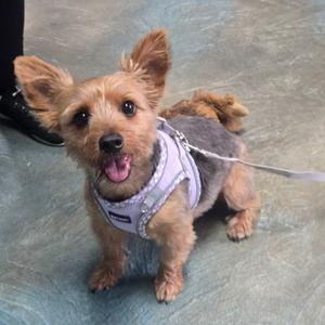 A small dog wearing a harness and leash, standing on a gray floor.
