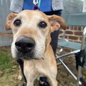 Hannah, Mixed Breed (Medium), senior, available for adoption