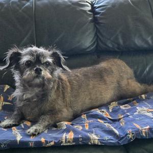 A small, shaggy dog with gray and brown fur is lying on a blue blanket with a pattern of boats. The dog is resting on a black leather couch.