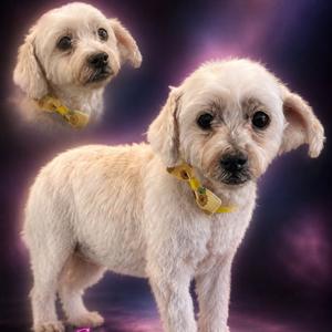 Coconut, Poodle, senior, available for adoption