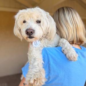 Chacho Charger, Maltese, senior, available for adoption