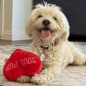 Chacho Charger, Maltese, senior, available for adoption