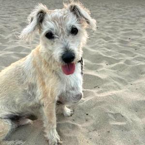 A small dog with shaggy fur sitting on a sandy beach. The dog has a light-colored coat with some darker patches, floppy ears, and a black nose. Its tongue is sticking out, and it appears to be panting. The dog is wearing a collar with a tag.