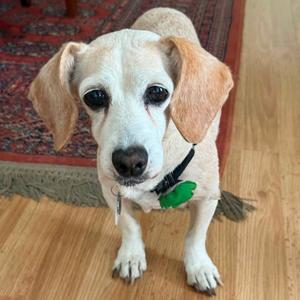 Bailey Blue, Chihuahua, senior, available for adoption