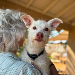 Buddy Patrol, Terrier, senior, available for adoption