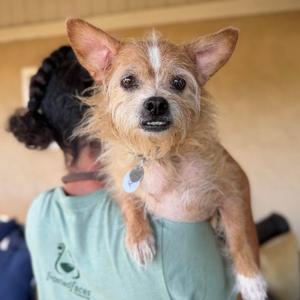 Brownie Buck, Chihuahua, senior, available for adoption