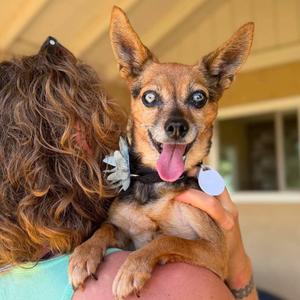 Betsy Ross, Chihuahua, senior, available for adoption