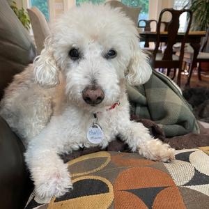 Charlie Monaghan, Poodle, Miniature, senior, available for adoption