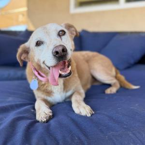 A happy light-brown dog with a pink collar lying on a dark blue cushion.