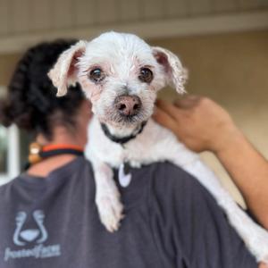Chalupa, Maltese, senior, available for adoption
