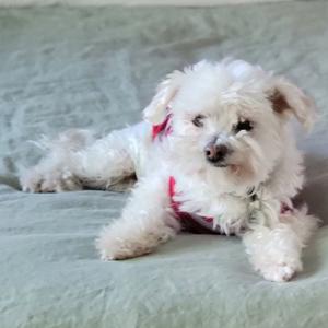 A small white dog with fluffy fur lying on a green surface.