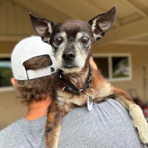 Bailgrin, Chihuahua, senior, available for adoption