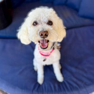 Chiquita, Maltese, adult, available for adoption