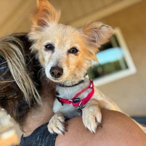 Autumn, Spaniel, senior, available for adoption