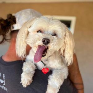 Casper, Maltese, senior, available for adoption