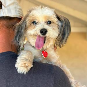 Bosco, Maltese, senior, available for adoption