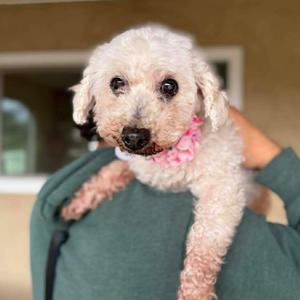 Birtie, Poodle, senior, available for adoption