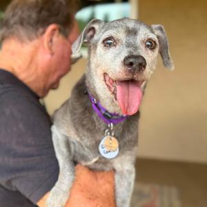 Charlie Center, Dachshund, senior, available for adoption