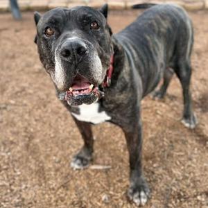 Caruso, Mastiff, Cane Corso, senior, available for adoption