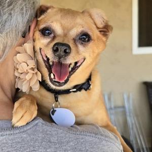 Brown Sugar Rushton, Chihuahua, senior, available for adoption