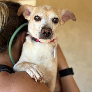 Alacazam, Chihuahua, senior, available for adoption