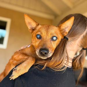 Batman, Chihuahua, Long Coat, senior, available for adoption