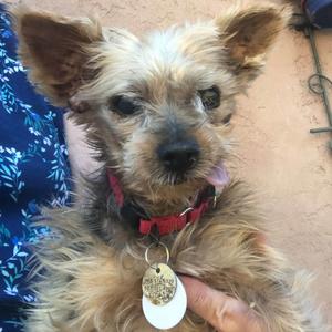 Belinda, Terrier, Yorkshire, Yorkie, senior, available for adoption
