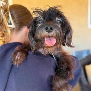 Boots Blanchard, Maltese, senior, available for adoption