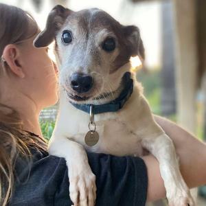 Bandit, Terrier, Jack Russell, senior, available for adoption