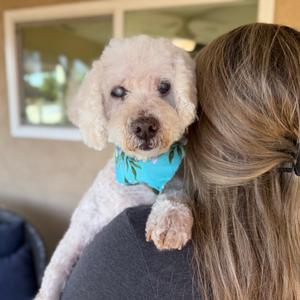 Ansel, Poodle, senior, available for adoption