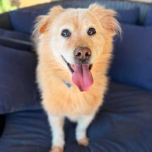 Bo Duke, Spitz, senior, available for adoption