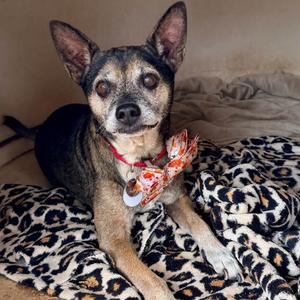 Benjamin, Chihuahua, senior, available for adoption