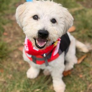 Brando, Terrier, Jack Russell, senior, available for adoption