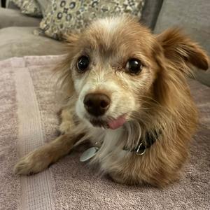 A small brown dog with long fur and floppy ears lying on a pink towel.