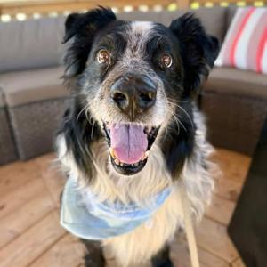 Abner, Shepherd, Australian, senior, available for adoption